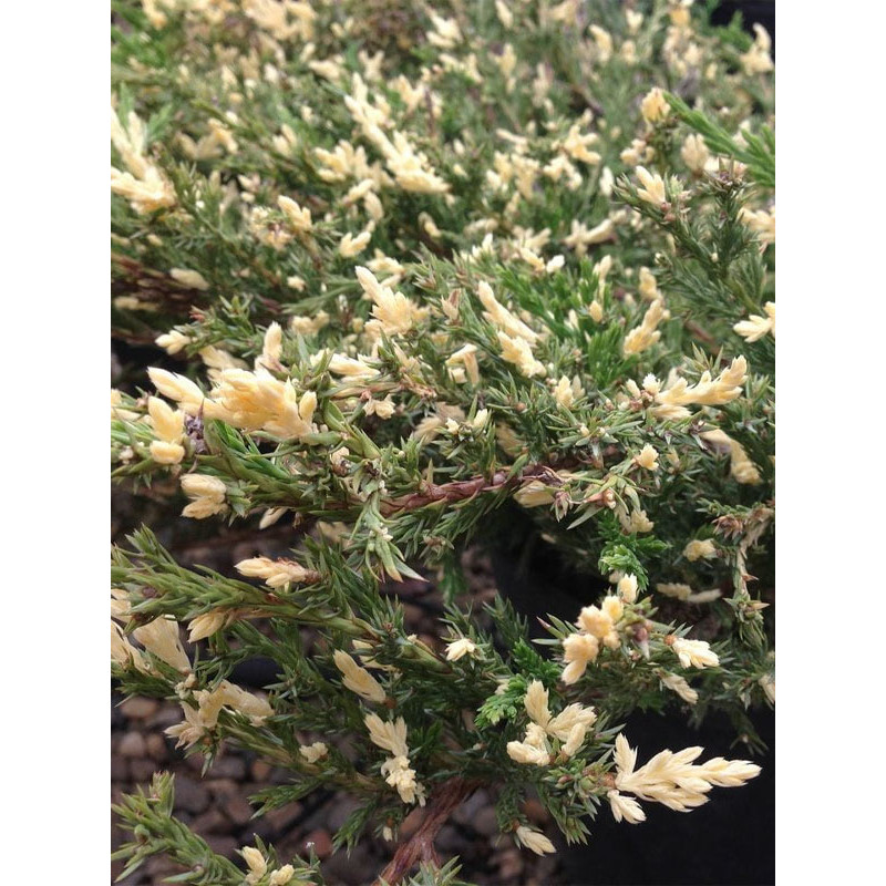 Можжевельник горизонтальный Андорра Вариегата (Andorra Variegata) С3
