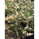 Можжевельник горизонтальный Андорра Вариегата (Andorra Variegata) С3