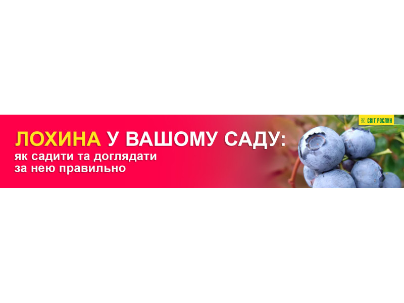 Лохина у вашому саду: як садити та доглядати за нею правильно