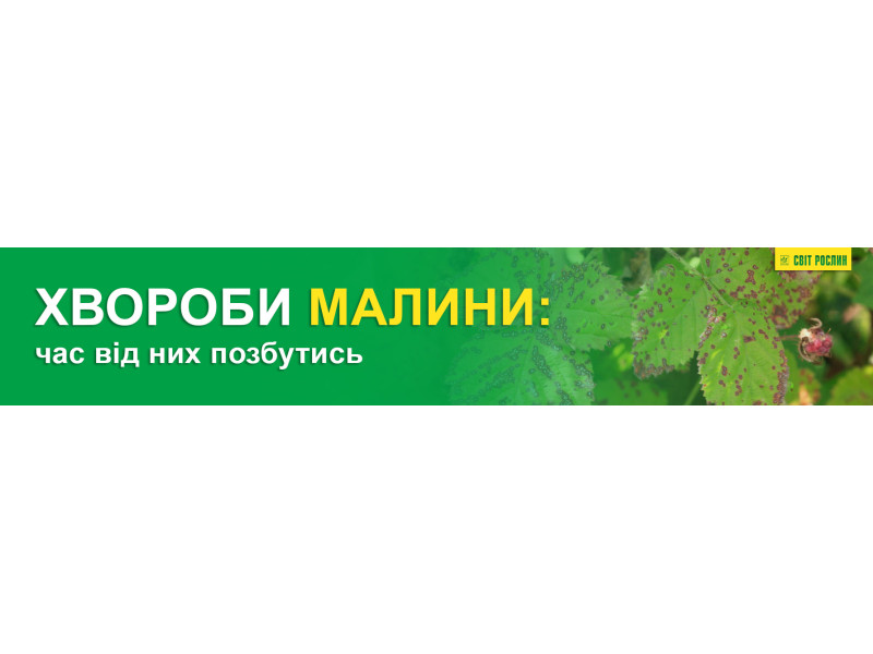 Хвороби малини: час від них позбутись