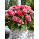 Бегонія Camelia 5/6