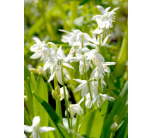Пролісок Siberica Alba 7/8
