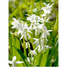 Пролісок Siberica Alba 7/8
