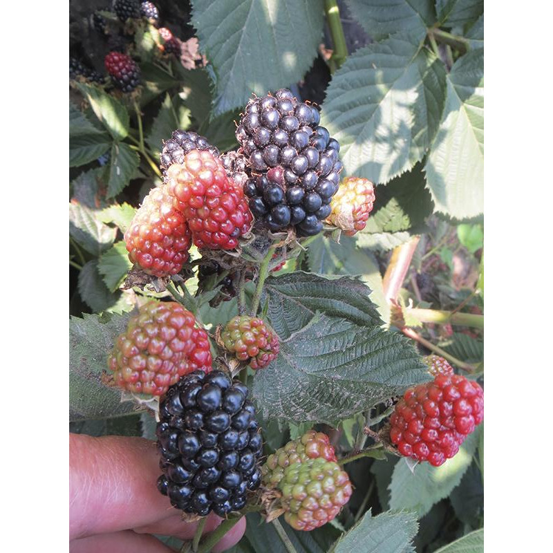 Ожина Джамбо безшипна рання