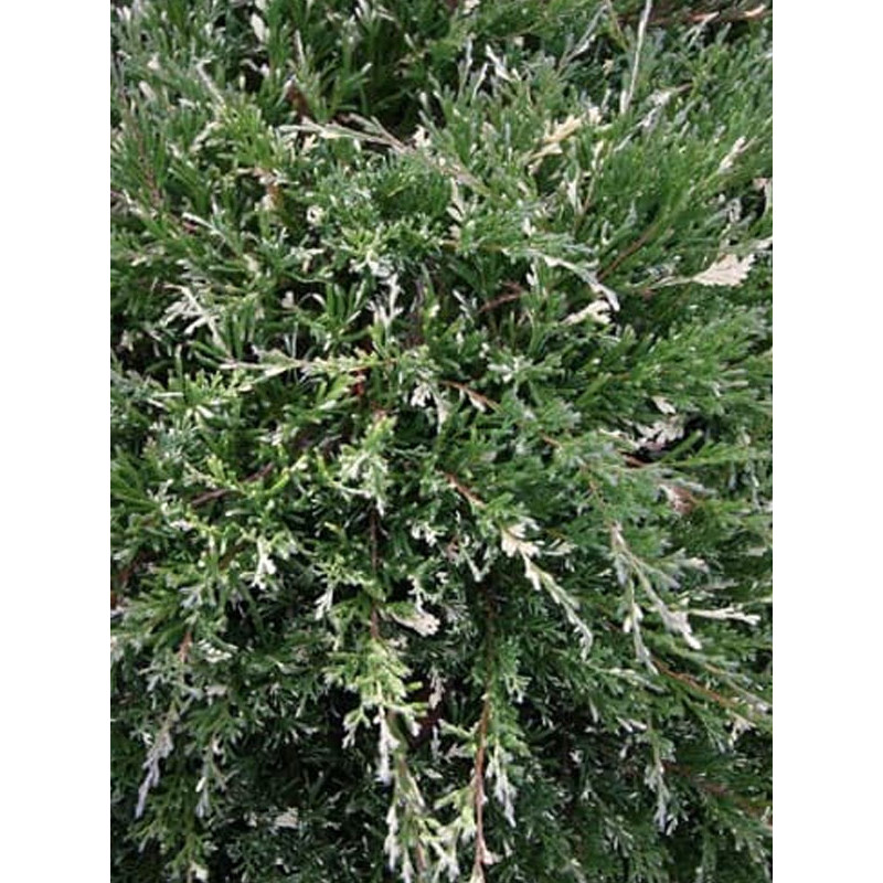 Можжевельник горизонтальный Андорра Вариегата (Andorra Variegata) С3