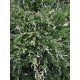 Можжевельник горизонтальный Андорра Вариегата (Andorra Variegata) С3