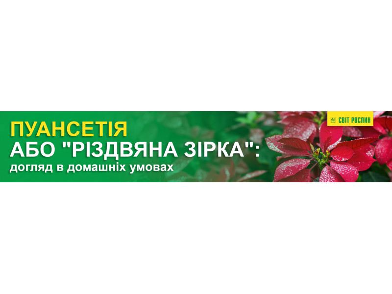 Пуансетія або 