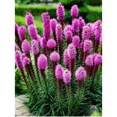 Ліатріс Spicata 8/10