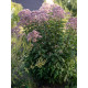 Посконник пятнистый Атропурпуреум (Atropurpureum) С2