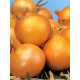 Цибуля-сіянка Сеншуй (Senshyu) Свіфт 1 кг