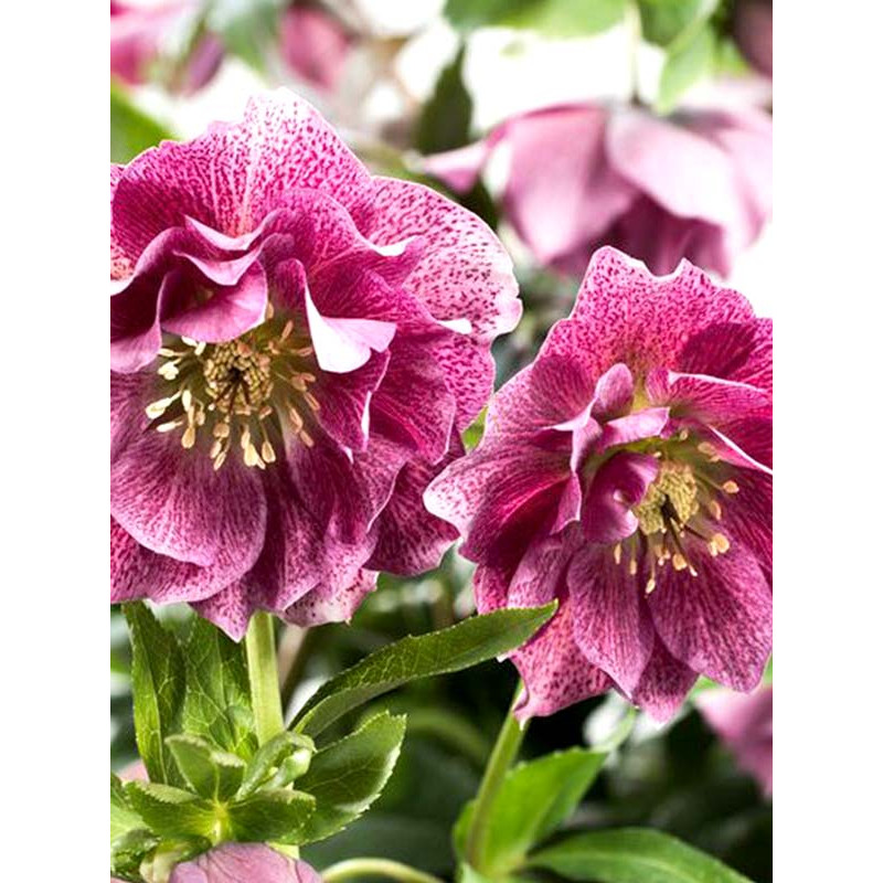 Хелеборус Double Hybrids Pink Promise
