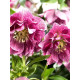 Хелеборус Double Hybrids Pink Promise