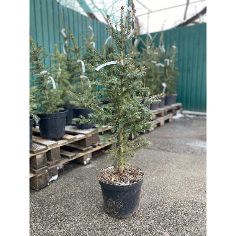 Ялина біла (Picea glauca) С7,5