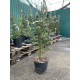 Ялина біла (Picea glauca) С7,5