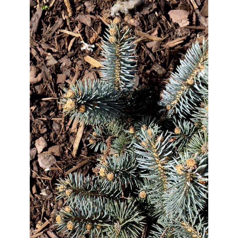 Ель колючая (Picea pungens Glauca) С7, 5 (0,8-1 м)