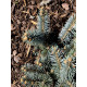 Ель колючая (Picea pungens Glauca) С7, 5 (0,8-1 м)