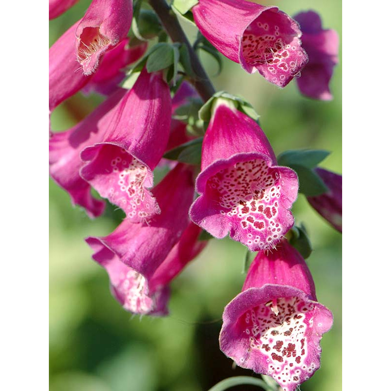 Дігіталіс Purpurea Virtuoso Red