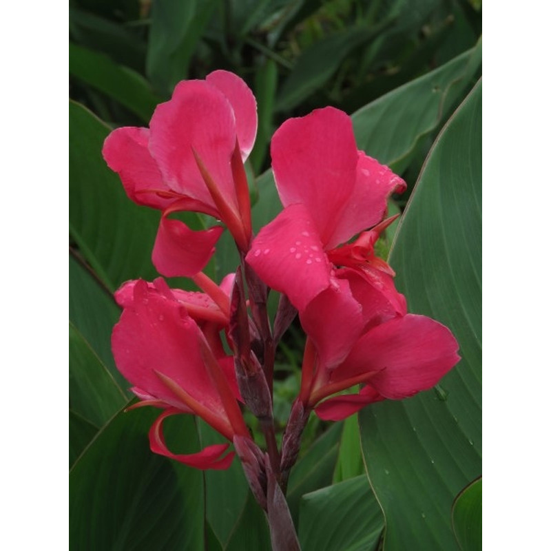 Канна Crimson Beauty низькоросла