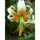 Лилия Lady Alice Тигровая Свисающая 12/14
