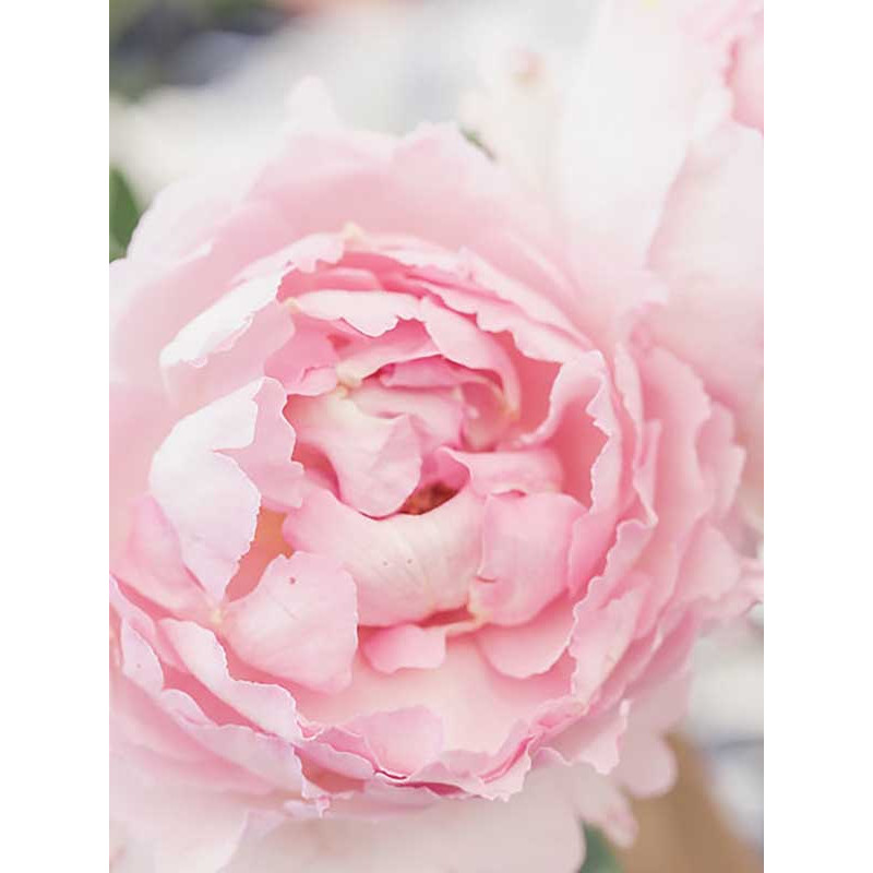 Роза английская Пиони Пинк (Peony Pink) 