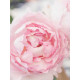 Роза английская Пиони Пинк (Peony Pink) 