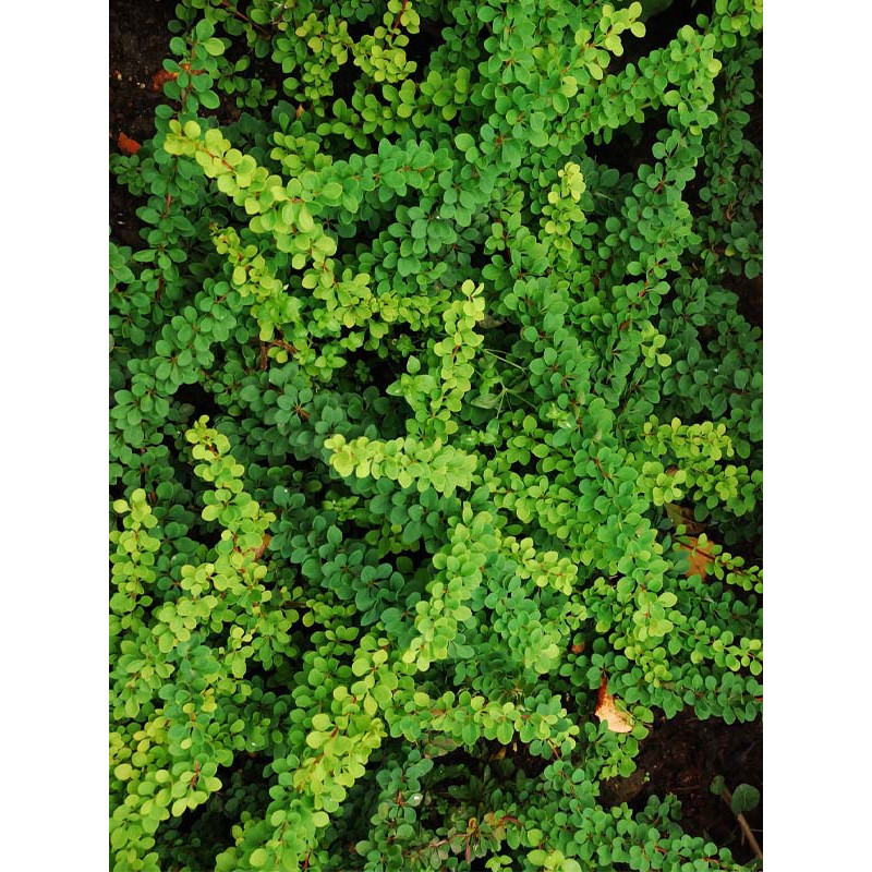Барбарис Тунберга Грін Карпет (Green Carpet) С2