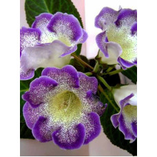 Глоксинія Tigre Blue 5/6 (1 шт)