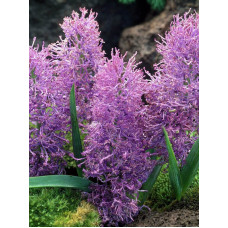 Мускарі Comosum Plumosum