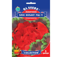 Насіння Пеларгонія Блек Вельвет Ред F1 5 насінин GL Seeds