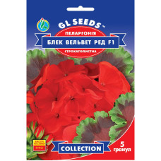 Насіння Пеларгонія Блек Вельвет Ред F1 5 насінин GL Seeds