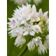 Алліум Amplectens Graceful Beauty 6+