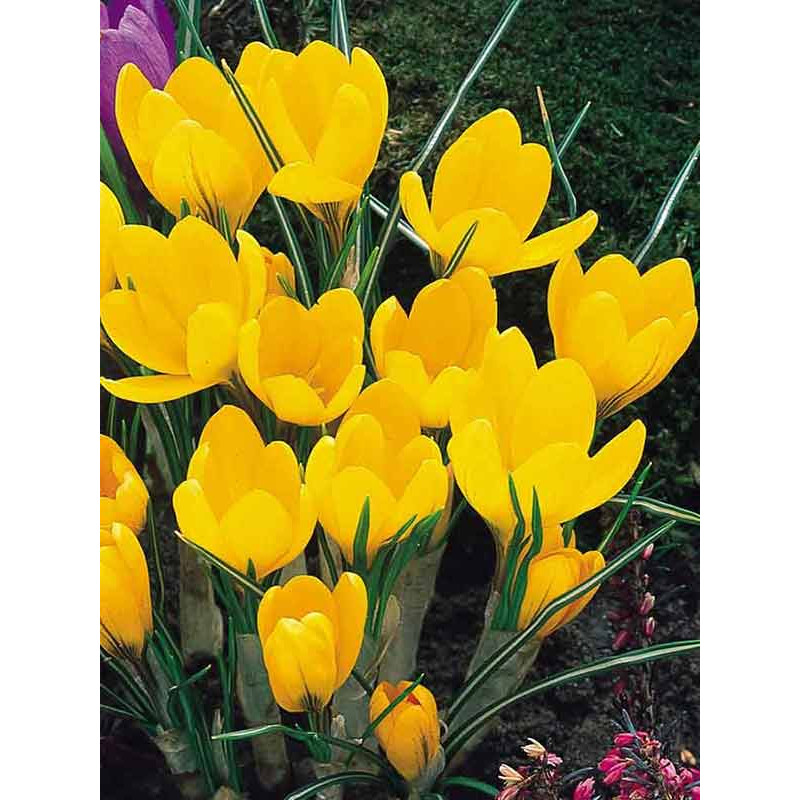 Крокус великоквітковий Yellow