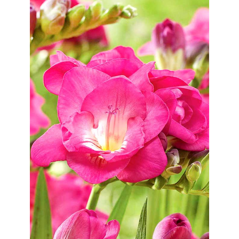 Фрезія Rose махрова 5+