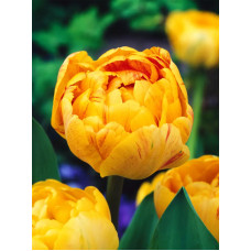 Тюльпан махровий-багатоквітковий Double Beauty of Apeldoorn 10/11