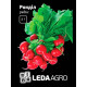 Насіння Редис Ронділ 2 г LedaAgro
