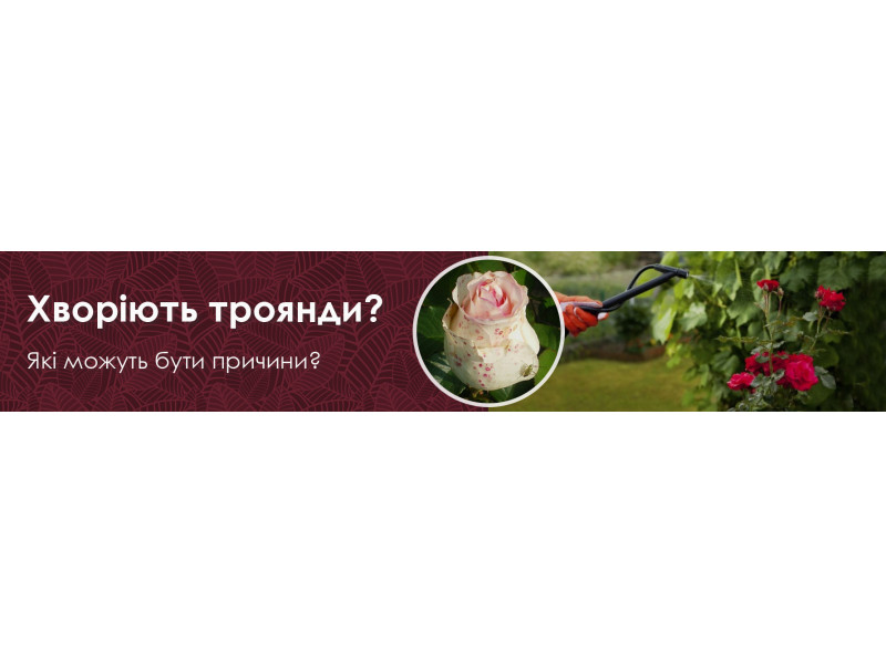 Хворіють троянди? Ось основні причини