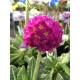 Примула Denticulata rubra