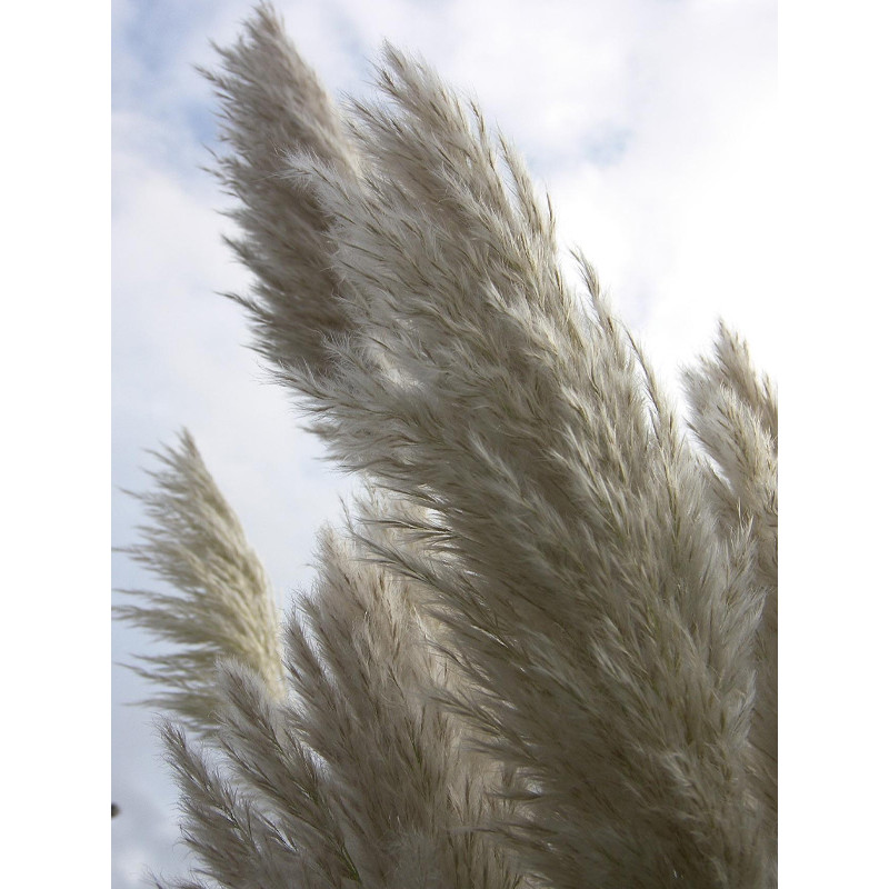 Кортадерія біла С1,5