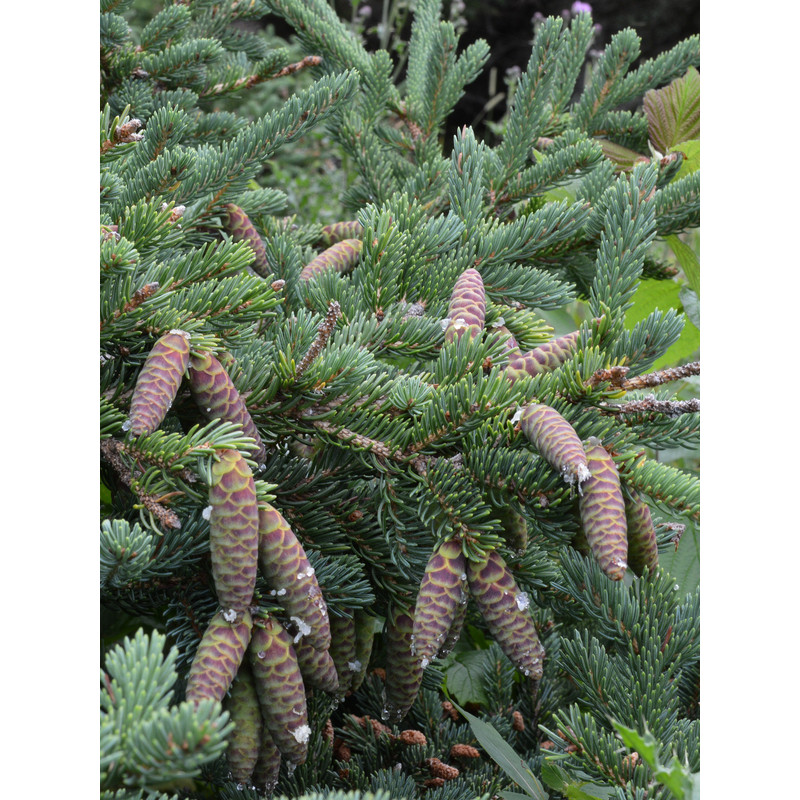 Ялина біла (Picea glauca) С7,5