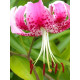Лилия Speciosum Rubrum Тигровая Свисающая