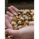 Крокус великоквітковий Golden Yellow (Голден Еллоу)