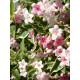 Вейгела квітуча Variegata С2.4