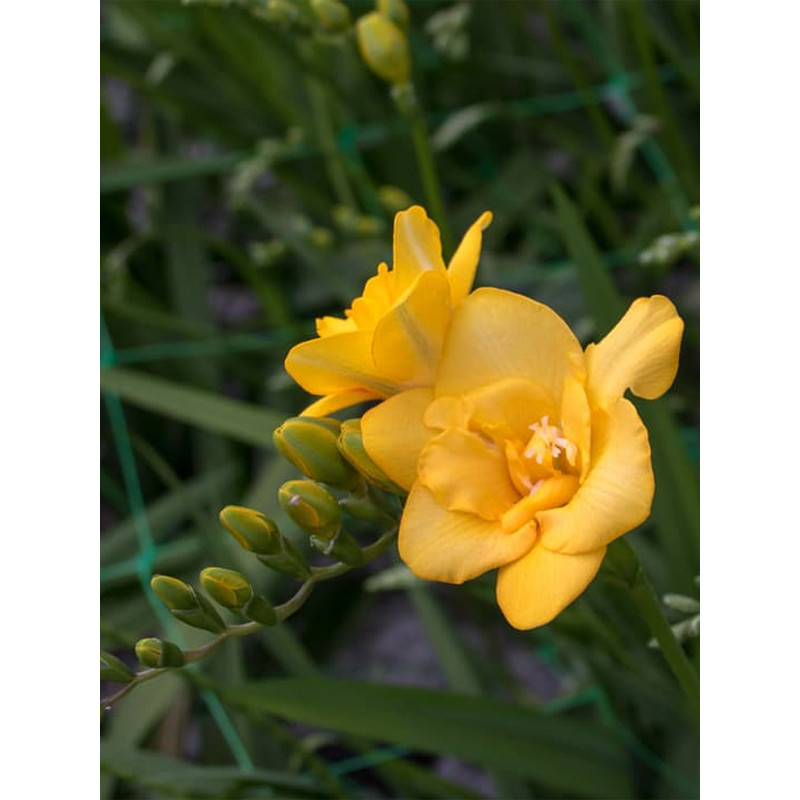 Фрезія Yellow повна 5+