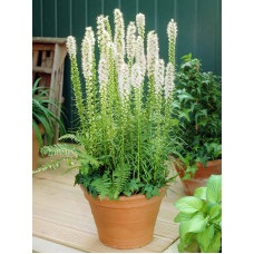 Ліатріс Floristan Alba 10/12