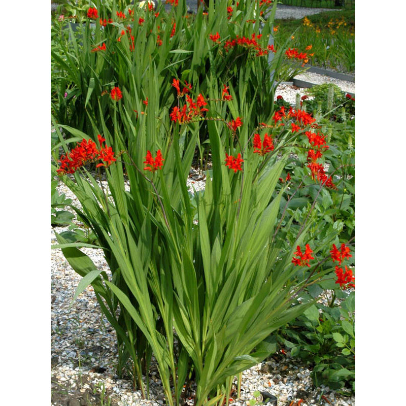 Крокосмия Ред Кинг (Red King) 6/8