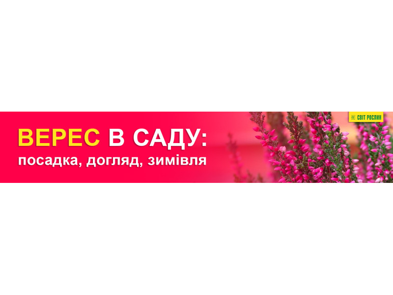 Верес в саду: посадка, догляд, зимівля