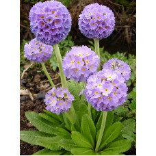 Примула Denticulata lilac
