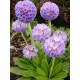 Примула Denticulata lilac