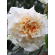 Троянда чайно-гібридна Комтеса (Comtessa)