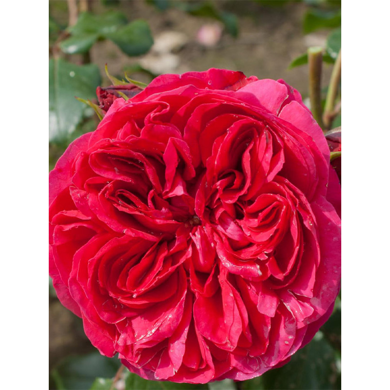 Роза английская парковая Ред Эден Роуз (Red Eden Rose) С4